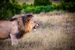 roaring lion in safari