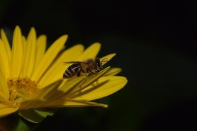 cute bee sit on a yellow flower in the night