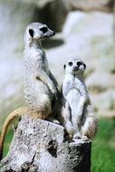 two meerkats on a stump