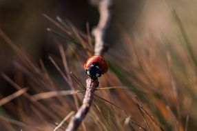 ladybug on a thin tree branch