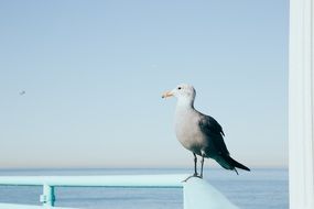 wildlife charming Seagull