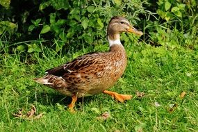 wild duck on the green grass