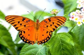 orange Butterfly at floral background, collage