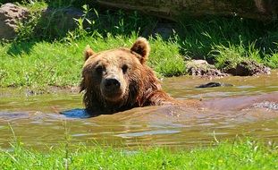 bathing brown bear