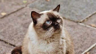 looking british shorthair cat