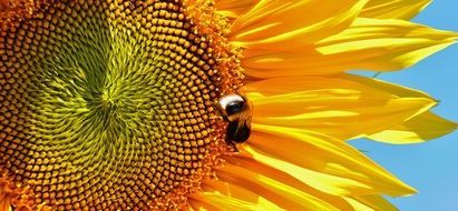 bee on sunflower in summertime