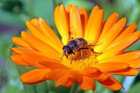 insect on an orange calendula under the bright sun