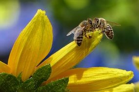 two bees on the yellow flower