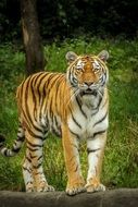 Siberian tiger in the wild