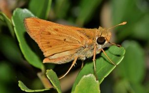 orange butterfly on green leaves of a plant