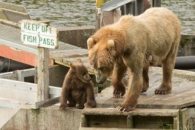 charming Kodiak Brown Bears