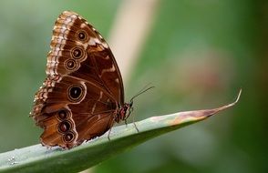 Butterfly Exotic Tropical close-up on blurred background