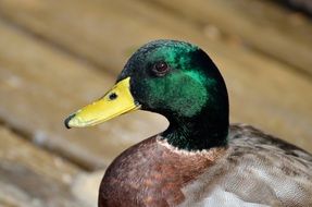 mallard with a yellow beak close-up on blurred background