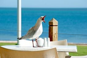 screaming seagull on the sea coast