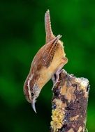 carolina wren, Bird on pile close up