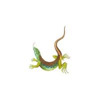 Picture of Lizard