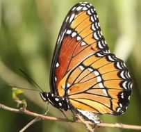 viceroy butterfly on the branch