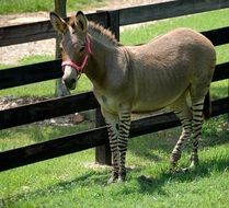 donkey stands near a wooden fence