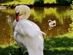 white swan sitting on green grass on a background of lake with the birds