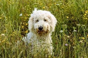 White dog on the meadow