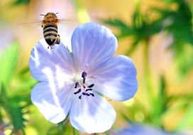 bee flies over the flower