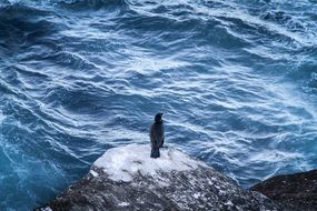 black Bird on stone at blue Water
