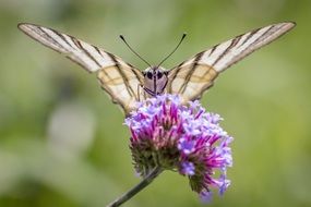 big butterfly insect on flower close