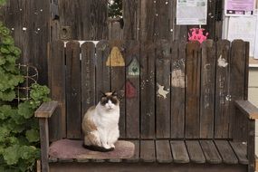 cute sleeping cat on the bench