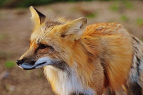 portrait of a fox in the wildlife