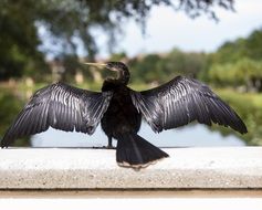 soaring seabird