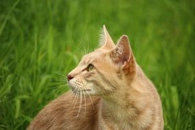 Cat walking in a grass