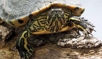 head of a turtle close-up