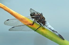 orthetrum cancellatum, male dragonfly close up