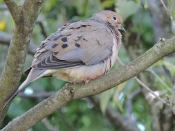 Mourning Dove Birds