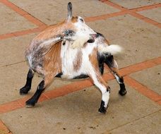 cute domestic goat scratching his back