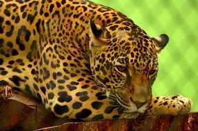 gorgeous jaguar summer portrait