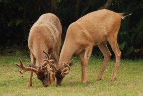 enchanting Deer Mammal