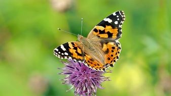 Closeup photo of Painted Lady butterfly