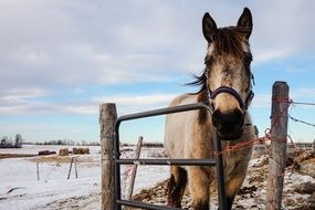 horse behind a wooden fence