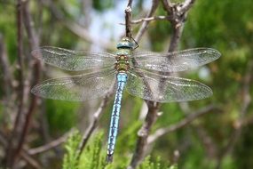 cute lovely Dragonfly Insect