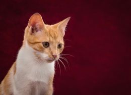 kitten on burgundy background