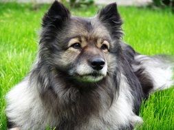 Keeshond Dog on the grass close-up