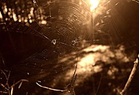 spider on the web in the sun