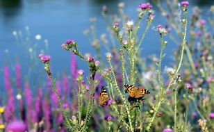 Butterflies on green plants