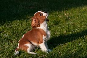 white-brown puppy on green grass