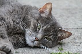 portrait of Grey cat relaxing on ground