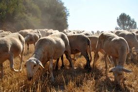 sheared sheep on a farm