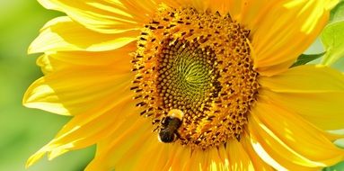 wild bee pollinating sunflower close-up on blurred background