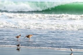 Ocean Bird