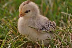 little chicken sitting in the green grass